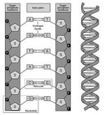 dna2.jpg