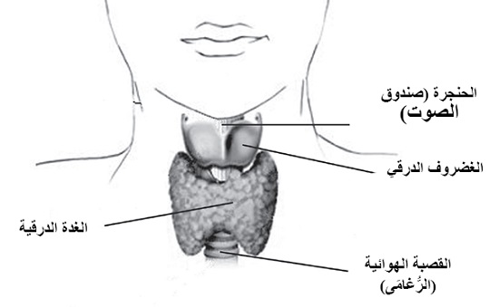 تشريح الغدة الدرقية وظائف الغدة الدرقية طبيب دوت كوم