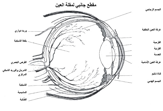 مقطع جانبي لمقلة العين