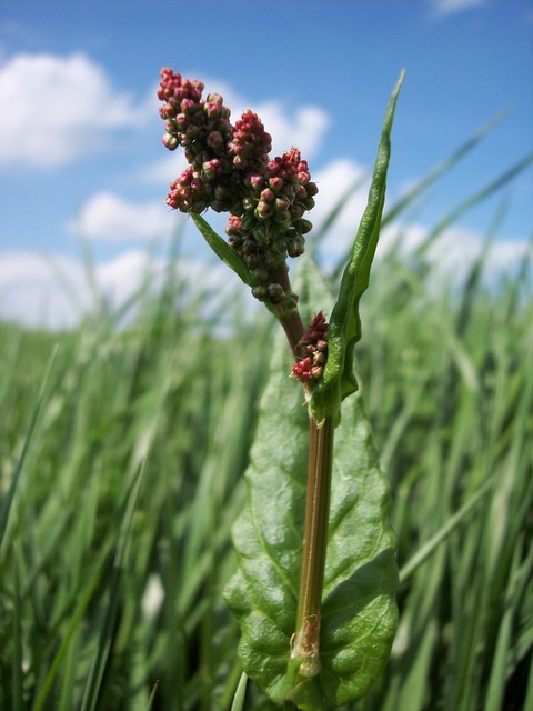 Common Sorrel Rumex acetosa حماض حميض