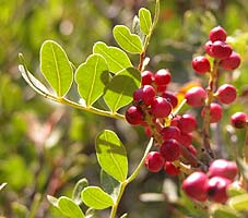 Pistacia lentiscus , Lentisco , lentisque