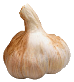 garlic-clove%20copy.gif